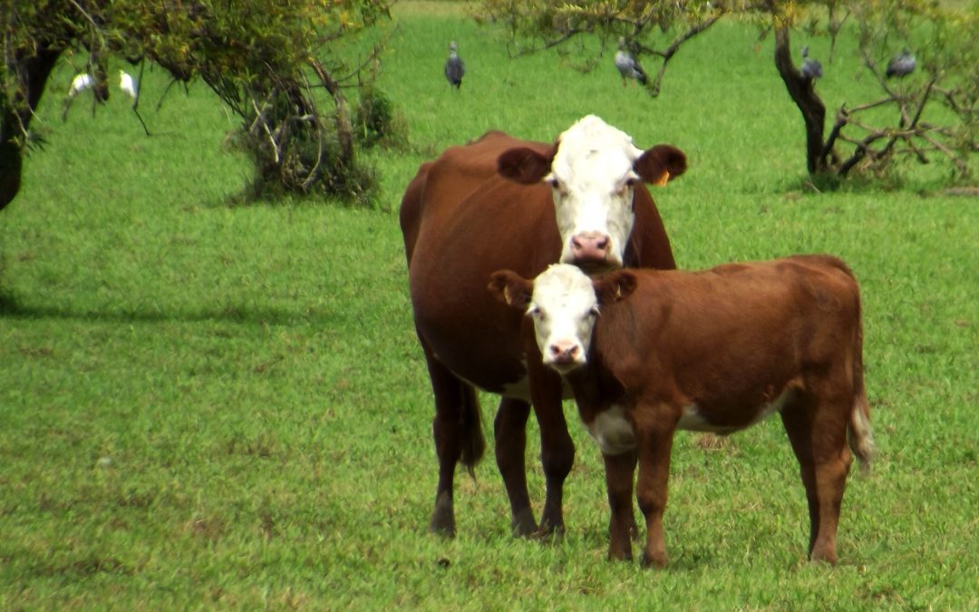 Vender carne en la era de la sostenibilidad y contarlo